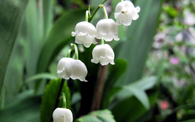 Infolettre #29 – les allergies