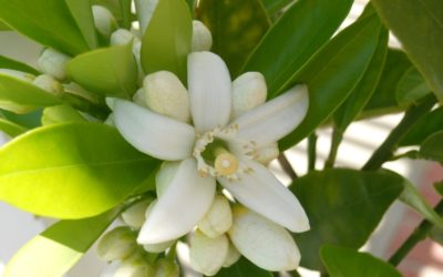 Infolettre #28 – L&rsquo;huile de néroli