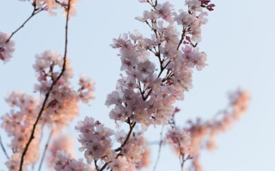 Infolettre #27 – Intériorisation