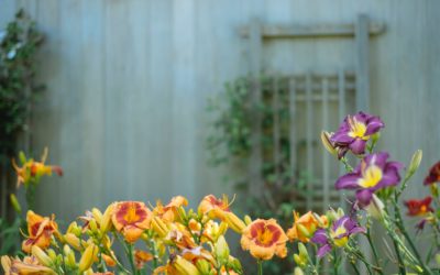 Infolettre #7 – L&rsquo;énergie du printemps