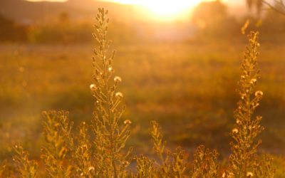 Infolettre #30 – Le feu de l&rsquo;été