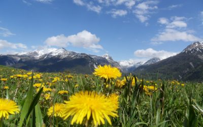 Infolettre #31 – Les soins naturels de l&rsquo;été