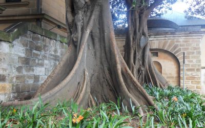 Infolettre #37 – Energie du bois : moins de colère et plus de foi