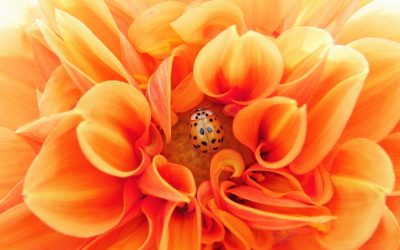 infolettre #38 – Apprendre à s&rsquo;Aimer