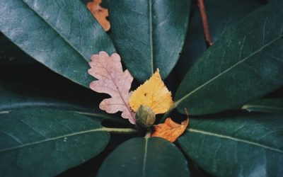 infolettre #55 Retour à la Source