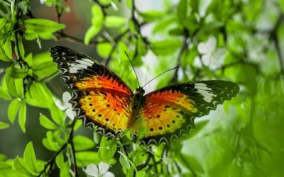 infolettre #59 – idées pour booster l’immunité et la créativité