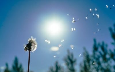 infolettre #63 – Hypersensibilité, l’émotion à fleur de peau…