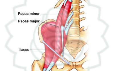 nfolettre #113 🦵🤸‍♀️ L&rsquo;importance méconnue du PSOAS 🤸‍♀️🦵 et le programme de nos formations