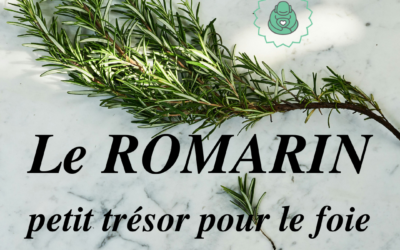 Infolettre #114 🍃🍵 Le ROMARIN, petit trésor pour le foie 🍃🍵 et le programme de nos formations