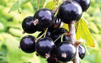 Infolettre #117 🫐🫐Le cassis, véritable trésor de bienfaits 🫐🫐 et le programme de nos formations